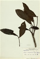 藏品(雨傘仔(玉山紫金牛))的圖片